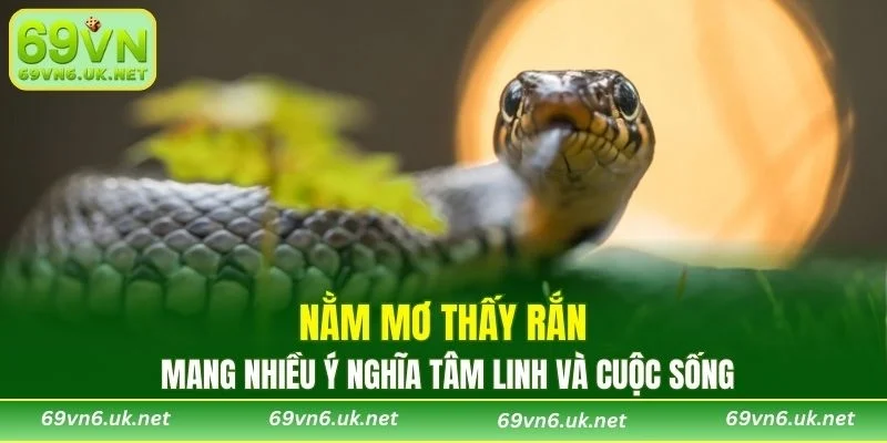 Nằm mơ thấy rắn mang nhiều ý nghĩa tâm linh và cuộc sống