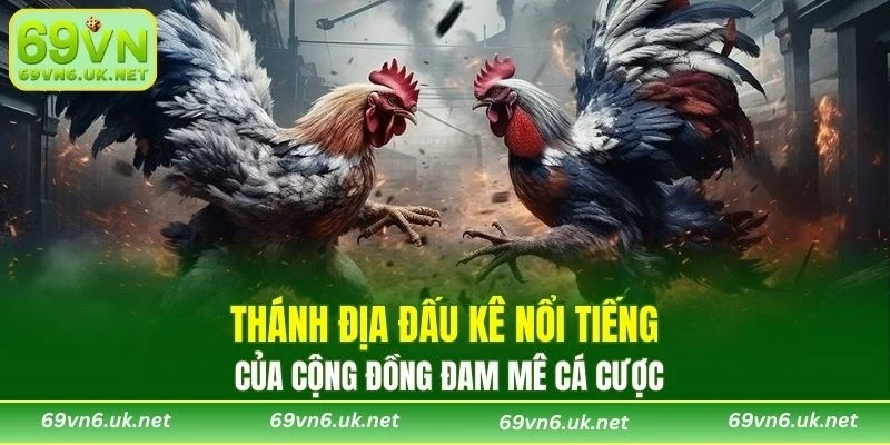 Thánh địa đấu kê nổi tiếng của cộng đồng đam mê cá cược